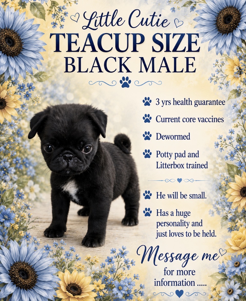 Available pug puppy