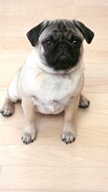 Masse's Pudgy Pugs