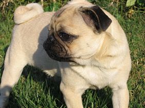 Masse's Pudgy Pugs