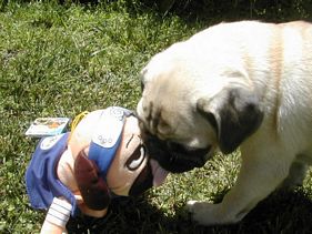 Masse's Pudgy Pugs